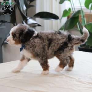Jake, Mini Bernedoodle Puppy